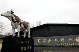 四川宣汉抓住“牛”鼻子唱响“牛”经济 实现牛业综合产值32.5亿元图片