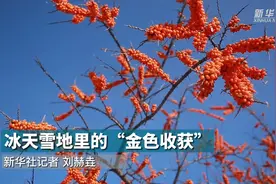 冰天雪地里的“金色收获”视频封面