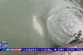 广东佛山“迷路”的白海豚被救上来啦图片