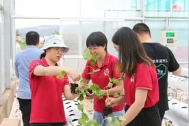 草莓“人机大战”让未来农业成为赢家图片