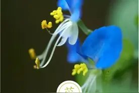 聆听汉字之美：《花草字传》，了解“蕊”图片