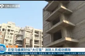 宿迁泗阳：巨型马蜂窝好似“大灯笼”，消防人员成功摘除视频封面