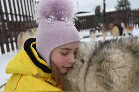 雪橇犬图片