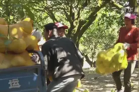 广东清远：打好产业扶贫“组合拳” 巩固脱贫成果视频封面