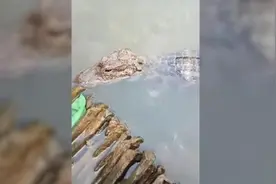 女子河边洗碗遇野生扬子鳄：发现好几年了不攻击人，经常抓小鸡吃图片