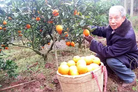 四川泸州江阳：退休回乡种甜橙 七旬老人年入10万图片