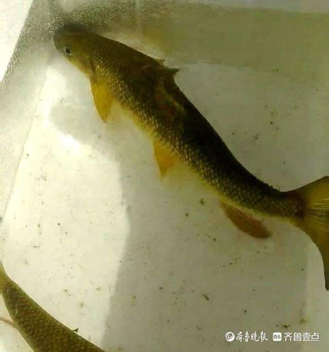 泰山赤鳞鱼多少钱一斤 2026年泰山赤鳞鱼多少钱一斤价格 泰山赤鳞鱼多少钱一斤 2026年泰山赤鳞鱼多少钱一斤价格