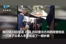 印度一老人给儿子治病钱被猴子抢走乱撒，好心路人爬上树引诱猴子还钱图片