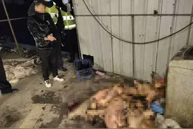 来路不明的狗肉能吃？余杭警方抓了个嫌疑人，他射出的麻醉针起码放倒了23条狗图片