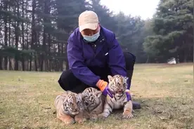 可可爱爱！东北虎幼崽三胞胎出笼，网友：这个年纪的老虎简直像个猫图片