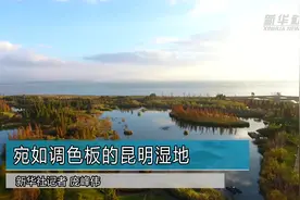 宛如调色板的昆明湿地视频封面