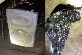 小伙山中养鸡遭不明生物咬死多只，无奈播放白蛇传主题曲恐吓图片