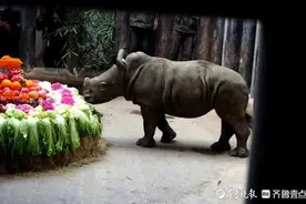 济南野生动物园刚出生白犀牛宝宝首次和观众见面，名叫“奔奔”图片
