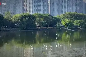 视频｜碧水盈盈，白鹭来栖！生态揭阳魅力尽显图片