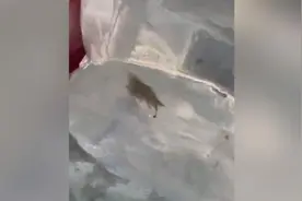 哈尔滨冰灯中现冰封冻鱼“有鲤鱼和泥鳅”，工作人员凿冰取鱼视频封面