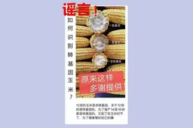 “火眼金睛”可区分转基因作物？别再被谣言蒙蔽双眼图片