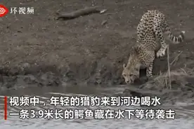 南非一猎豹在河边喝水，被鳄鱼一口咬住脖子拖下水，捕杀画面令人心惊图片