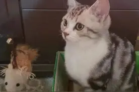 猫做绝育手术意外死亡追踪：医院资质齐全，死因无专业机构鉴定图片
