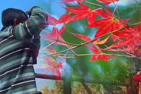 【“飞阅”中国】惊艳！漫山红叶，为山峦上“红妆”视频封面