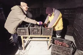 卫万铎：乡村软儿梨 走向大市场图片