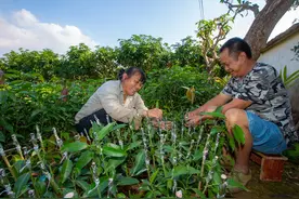 椰视频 | 海南农垦这家合作社种植芒果苗助农户增收图片