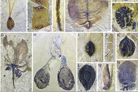 高冷的青藏高原中部 4700万年前是一片亚热带森林？图片