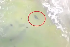 紧急疏散游客！澳大利亚大群鲨鱼逼近海滩，幸被无人机及时发现图片