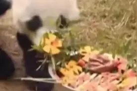 柳州动物园大熊猫过生日吃上网红“螺蛳粉”视频封面
