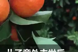 因儿子意外去世，南宁一种植户3万多公斤砂糖橘无人采收，爱心摘果队来了……图片