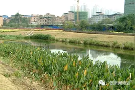 公园水生植物被割断，市民着急 官方：是我们干的……图片