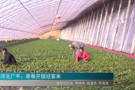 河北广平：草莓开园迎客来视频封面