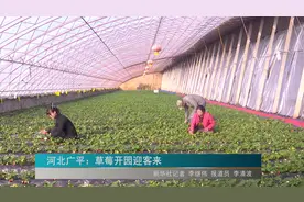 河北广平：草莓开园迎客来视频封面