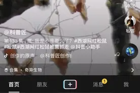 杭州西湖网红松鼠被鹰抓走，网友怀疑是伙食太好！游客：胖的都跑不动了图片
