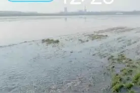 新乡市延津县防汛河水淹麦田百余亩，水闸监管成盲区图片