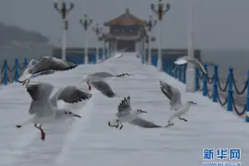 山东青岛：瑞雪纷纷伴鸥飞图片