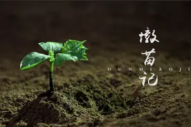 墩苗记视频封面
