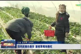 田间采摘乐趣多 新鲜草莓销售旺视频封面