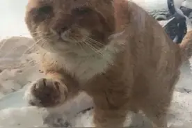 陷入绝境的橘猫决定求助人类："求求你让我进去吧，外面太冷了"图片