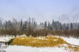四川都江堰：龙池国家森林公园云雾缭绕 白雪皑皑图片