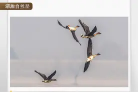 湖湘自然历丨大雁都是些什么雁图片