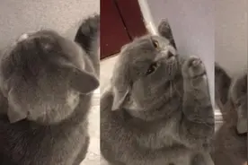 又怂又可爱！猫猫偷吃生鱼被罚面壁思过视频封面