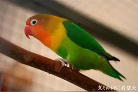 售卖违法，放生也不行，河南商丘千余鹦鹉养殖户叫苦图片