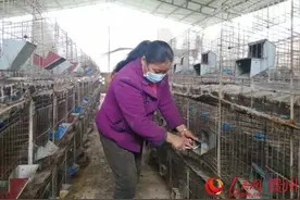 我的脱贫故事丨肉兔养殖“蹦”出脱贫致富路图片