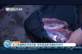 扬州：长江禁捕期竟顶风作案，现场查获非法捕鱼40余斤视频封面