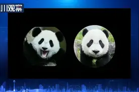文旅冷知识｜中国有两种大熊猫，已30万年没有来往图片