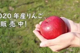 日本水果卖天价，苹果100元一个！中国匠人不服，花费6年独创“功夫苹果”图片