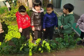 一群幼儿园小班的娃完成了一次小调查，发现了很多蔬菜的秘密图片