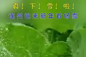 视频｜真！下！雪！啦！连州迎广东新年首场雪图片
