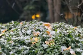 面对现实吧，成都的雪要停了积雪要融化了……图片