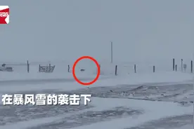 加拿大暴雪天羊群走丢，牧羊犬冲进风暴，随后风雪中一幕主人看呆图片